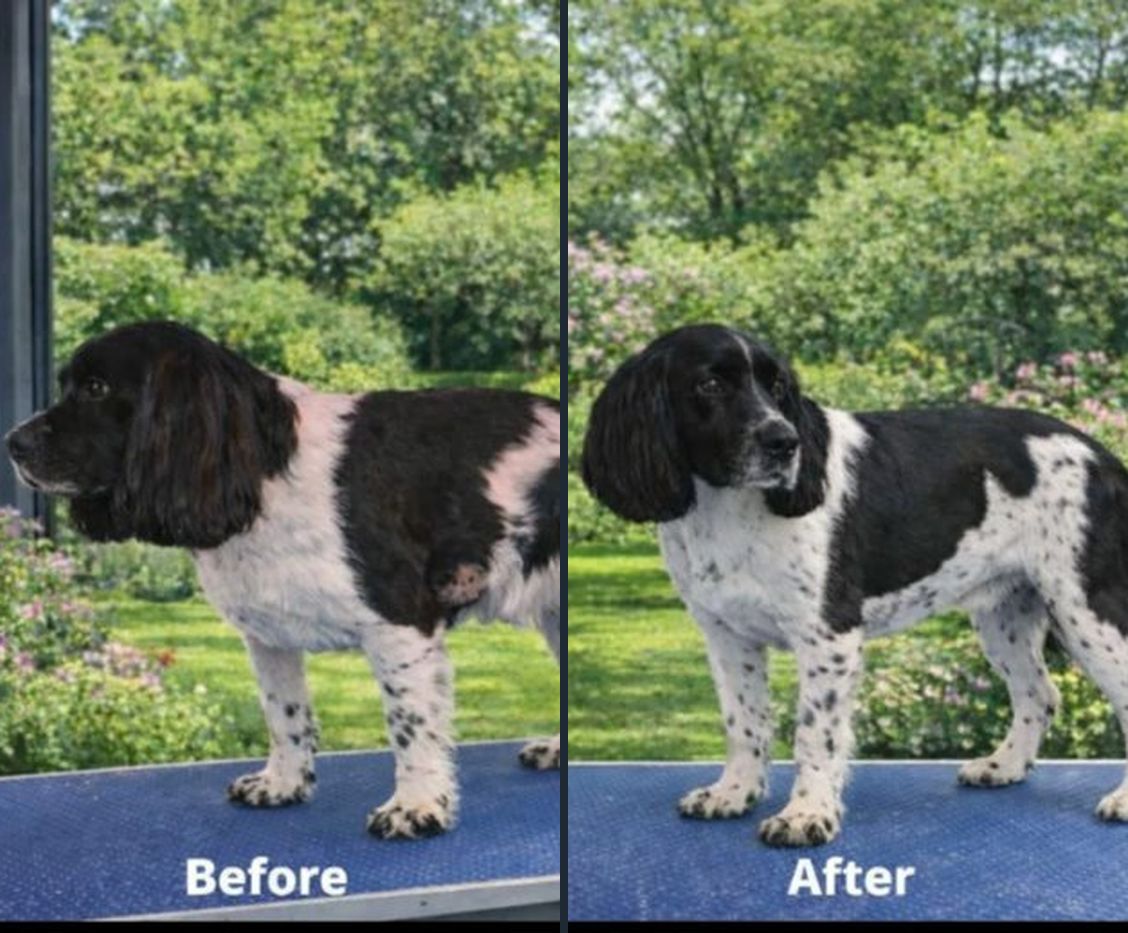 Springer Spaniel before and after grooming