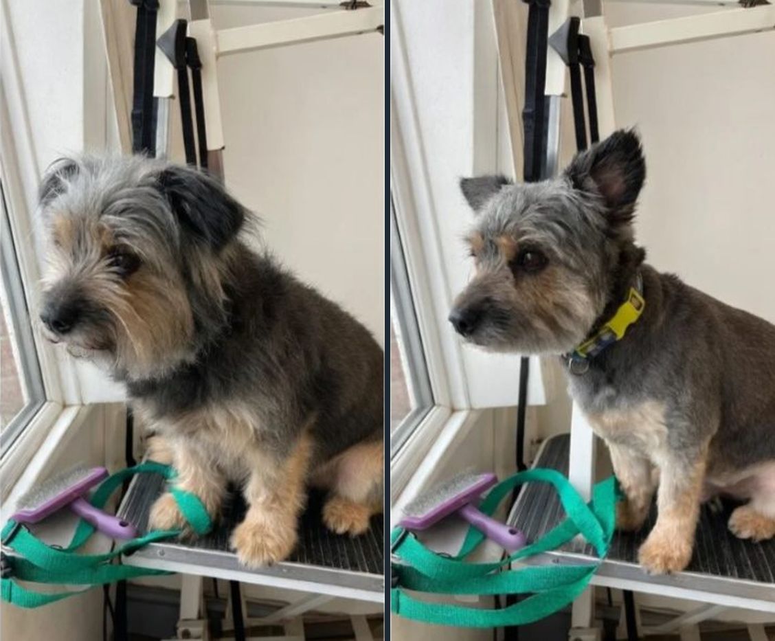 Terrier before and after grooming