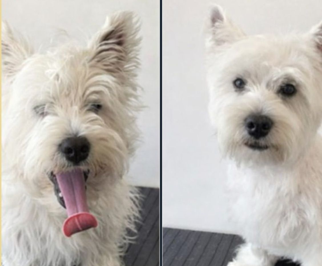 West Highland Terrier before and after grooming